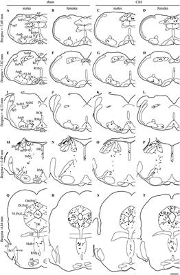 Effect of Gender on Chronic Intermittent Hypoxic Fosb Expression in Cardiorespiratory-Related Brain Structures in Mice